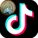 TikTok东南亚入驻通道